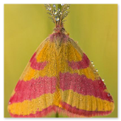 Ampfer-Purpurspanner, Männchen