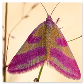 Ampfer-Purpurspanner, Weibchen