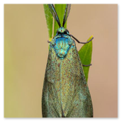 Ampfer-Grünwidderchen, Männchen