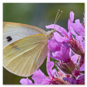 Kleiner Kohlweißling
