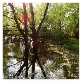 Scheelhecke im Frühling