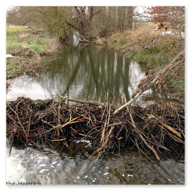 Biberdamm an der Scheelhecke