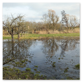 Scheelhecke Nasswiesen