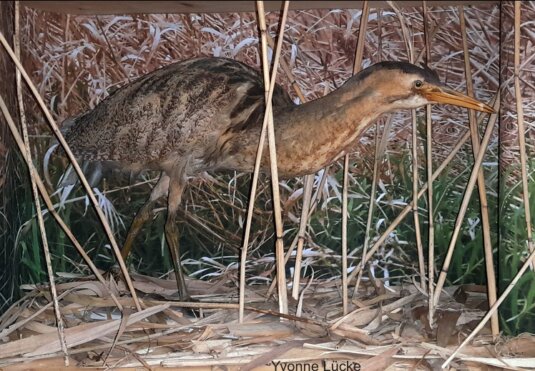 Ausstellung Naturerlebnis Reinheimer Teich