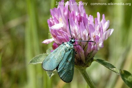 Ampfer-Grünwidderchen, Weibchen