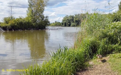 Naturschutzgebiet Reinheimer Teich