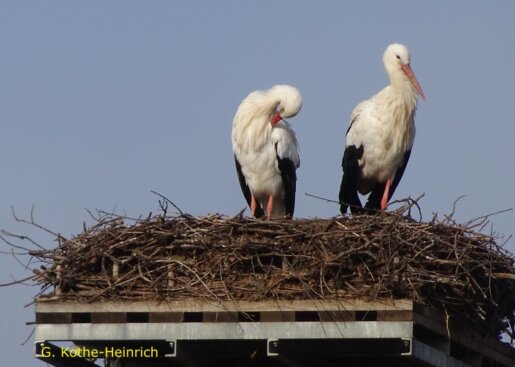 Storchennest an der Naturschutzscheune