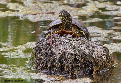 Europäische Sumpfschildkröte
