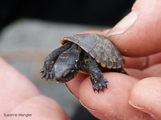 junge Europäische Sumpfschildkröte