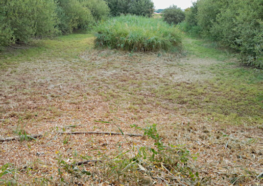 ausgetrockneter Teich an der Naturschutzscheune