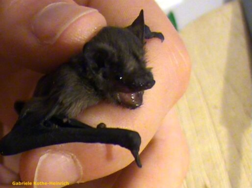 junge Zwergfledermaus