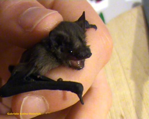 junge Zwergfledermaus