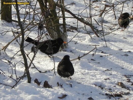 Amseln im Schnee